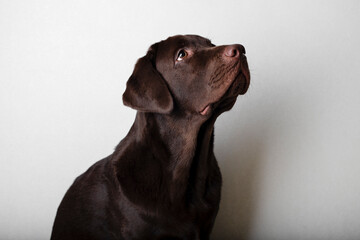 Brown labrador on a white background. Dog labrador looks at the owner faithfully