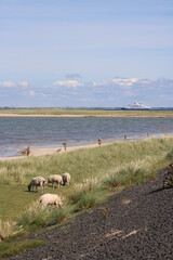 Grazing sheep on the salty meadows of Sylt in North Frisia 