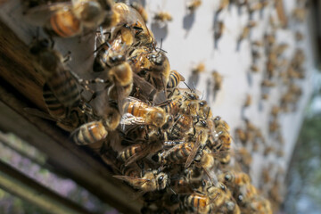 Abeilles en grappe sur le plateau d'entrée de ruche