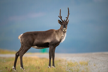 Mountain caribou