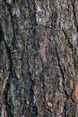 bark of a tree