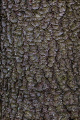 bark of a tree