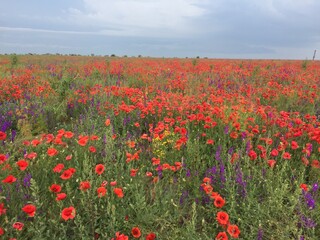 field of poppies