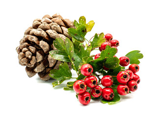 Weihnachtsdeko Kiefer mit Eberesche isoliert