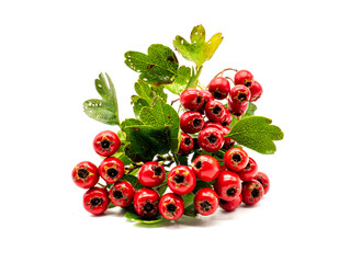 Weißdorn Crataegus monogyna  isoliert auf weißen Hintergrund