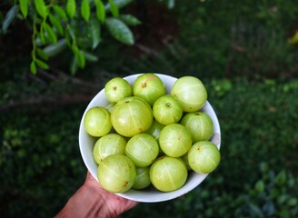 Hand holding a bowl full of Vitamin C rich Amla or Indian Gooseberry in green nature background