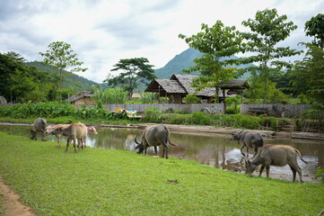 Thai buffalo stained near the river with mountain background,funny animal,Buffalo in the countryside thailand