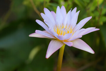 Close up lotus flower blue and purple color is so beautiful