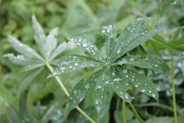 rain drops on a leaf