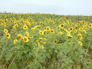 Fototapeta premium sunflowers