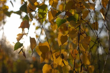 Autumn pictures.Leaves,flowers,pins