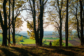 Fototapeta premium sunset in the forest