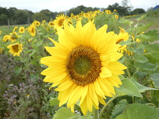 Obraz premium sunflower