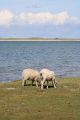 Grazing sheep on the salty meadow between the dunes of Sylt in the UNESCO World Heritage Natural Site "Wadden Sea"