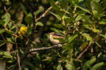 Bird basking in the sunlight