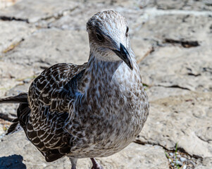 Seagull standing