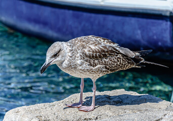 Seagull standing