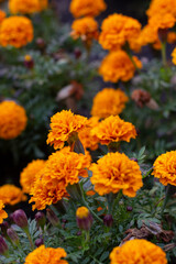 Autumn pictures.Leaves,flowers,pins