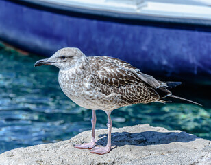 Seagull standing