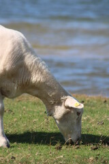 Grazing sheep on the salty meadow between the dunes of Sylt in the UNESCO World Heritage Natural Site "Wadden Sea"