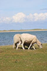 Grazing sheep on the salty meadow between the dunes of Sylt in the UNESCO World Heritage Natural Site 