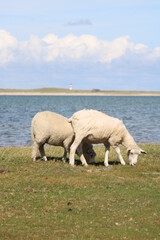 Fototapeta premium Grazing sheep on the salty meadow between the dunes of Sylt in the UNESCO World Heritage Natural Site 