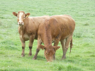 cows in the field