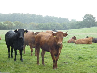 cows in the meadow