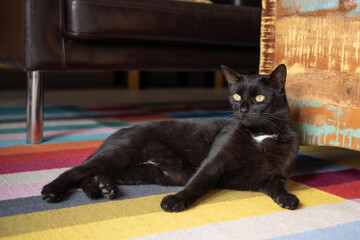 Domestic black cat is relaxing on a colorful carpet