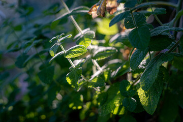 Obraz premium Mint leaves in sun in Italian garden