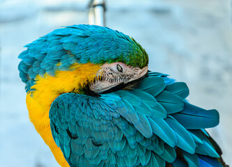 Blue-and-yellow macaw grooming