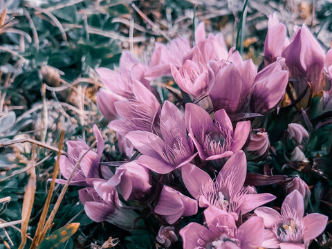 Closeup of purple "dwarf gentians" flowers - Gentianella caucasea