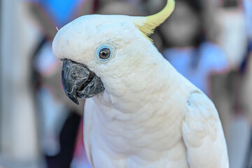  Sulphur-crested cockatoo © Vedad Ceric