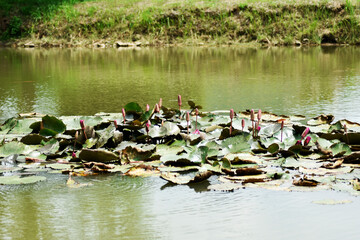 The lotus grows in a fish pond, green-blue water, pink lotus flowers, green lotus leaves and shadows in the water of the bushes.