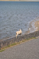 Grazing sheep on the salty meadow between the dunes of Sylt in the UNESCO World Heritage Natural Site 