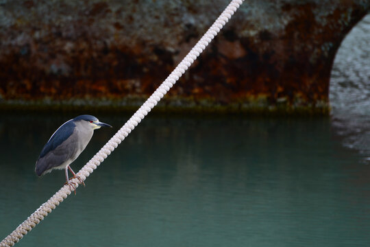 Black-crowned night heron (Nycticorax nycticorax) perching on a rope  in puerto deseado - patagonia Argentina