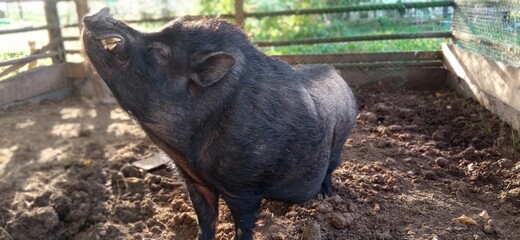 wild boar in the farm