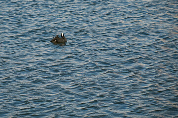 Fototapeta premium Gallinula chloropus swims on the water on the lake