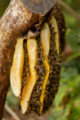 Colony of wild Apis Mellifera Carnica or Western Honey Bees on a branch with the hive in a natural surrounding