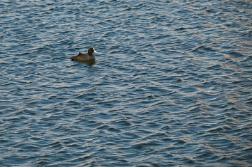 Fototapeta premium Gallinula chloropus swims on the water on the lake