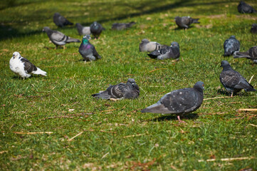 a flock of pigeons on a green lawn