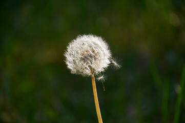 dandelion in the forest in green grass close up