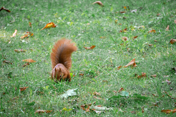 Ruda wiewiórka w parku