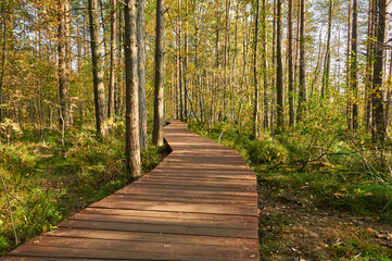 ecological trail made of boards in the swamp