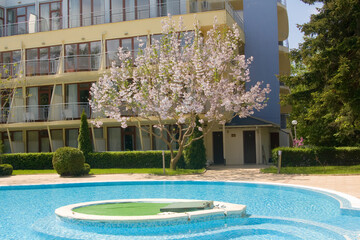 Flowers of empress tree or princess tree, or foxglove tree, Paulownia tomentosa © Iva