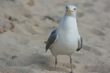 Goéland à Port-Louis, Pays de Lorient (Bretagne, Morbihan)