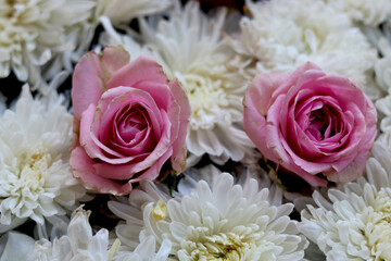 Two Pink rose flowers arrange on white flowers