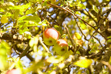 Ripe apples, vitamins, vegan, raw food, diet, apples on the tree, apple tree, fruits, healthy food,...