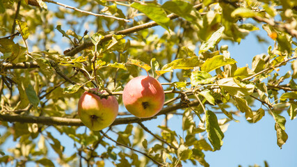 Ripe apples, vitamins, vegan, raw food, diet, apples on the tree, apple tree, fruits, healthy food,...