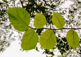 Autumn leaves on the tree.